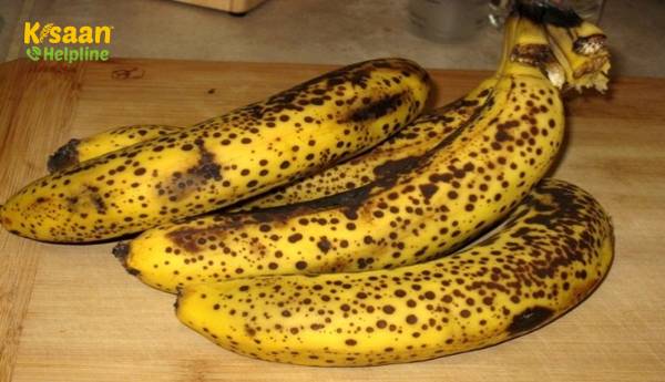 केले के सामान्य रोग केले और केले में ब्लैक स्पॉट रोग में क्या अंतर है केले के सामान्य रोग केले और केले में ब्लैक स्पॉट रोग में क्या अंतर है